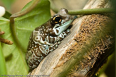 1/15 sec at f / 4.5- ISO 500- EF100mm f/2.8 Macro USM- Canon EOS 5D